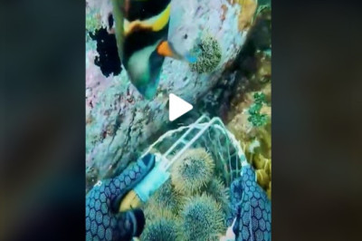 Diving for you