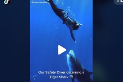 our professional safety divers follow a complete and exceptional training schedule with the tiger shark.