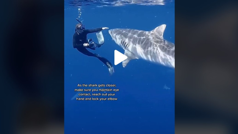 Sharks meetings in the Ocean