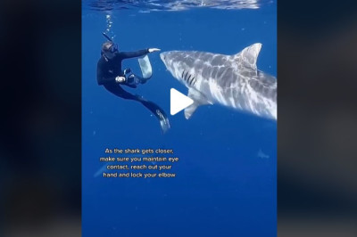 Sharks meetings in the Ocean