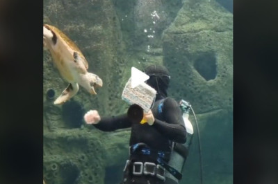 Turtle Attack
