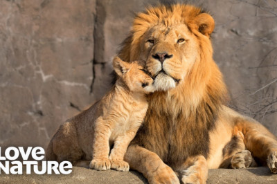 Lion Cubs Are Introduced To Their Father | Predator Perspective