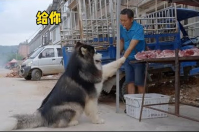 Handsome Dawang buying the bones first time, eat full without spend a dime