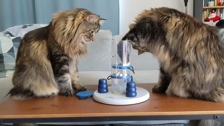 Norwegian Forest Cats solving a puzzle for dogs / Trixie Dog Activity