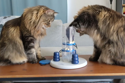 Norwegian Forest Cats solving a puzzle for dogs / Trixie Dog Activity