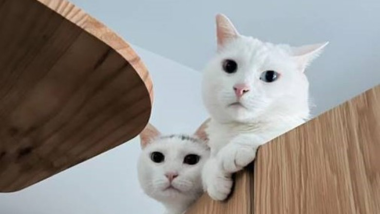 说好永远在一起，为何突然要分手? :(  We are meant to be together forever, why break up suddenly? :(