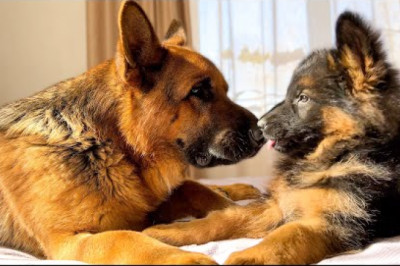 German Shepherd and German Shepherd Puppy are Cutest Friends