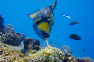 Titan Triggerfish Aggressively Defends Coral Reef | Wild Thailand | BBC Earth