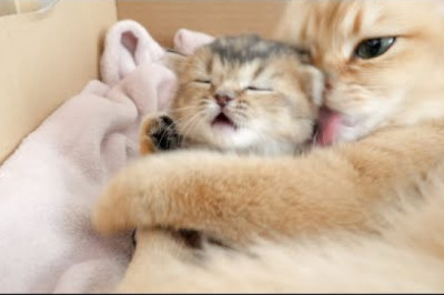 Mother cat's hug is so intense