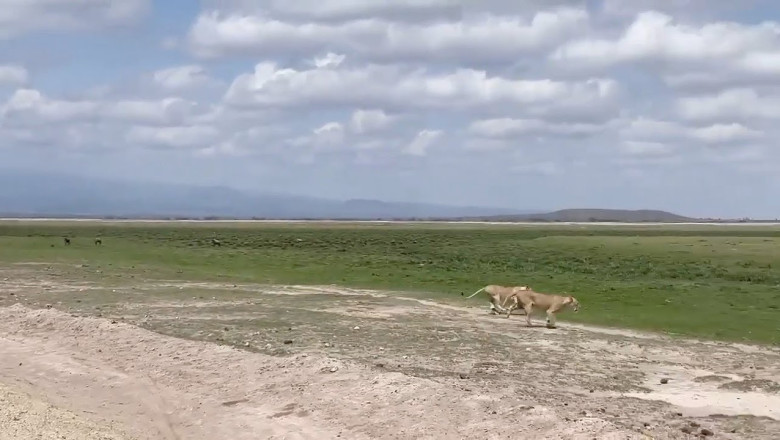 Hunter becomes the hunted -A buffalo herd in Amboseli national park were trying to chase and gore some unfortunate lionesses