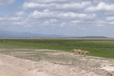 Hunter becomes the hunted -A buffalo herd in Amboseli national park were trying to chase and gore some unfortunate lionesses