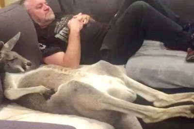 Rescue kanga-dog insists on daily couch cuddles with dad