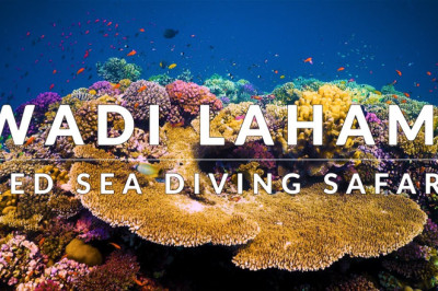 This is Wadi Lahami, Fury Shoals (4k) - Red Sea Diving Safari