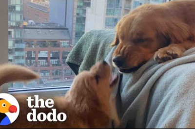 Golden Retriever Falls In Love With His Annoying Little Sister | The Dodo