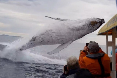 Whale jumps out of nowhere during sight seeing tour.