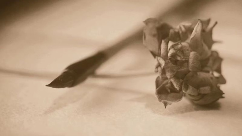 凉爽的夏天，夏日安好! Have a pleasantly cool summer,  safe and well.