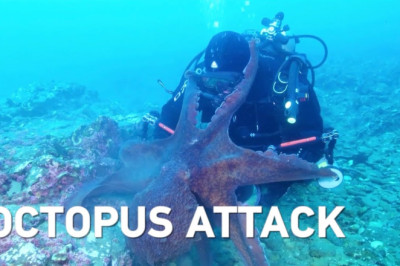 Massive octopus attacks diver, drags equipment through sea