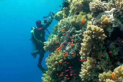 SCUBA Diving Egypt Red Sea - Underwater Video HD