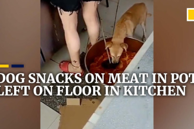 Dog snacks on meat left in pot on floor in unsanitary kitchen