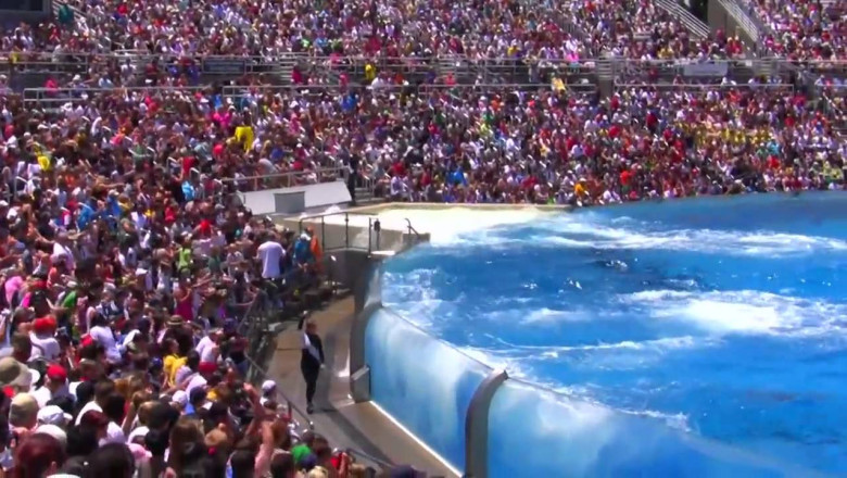 Video Seaworld SHAMU Killer Whale Show