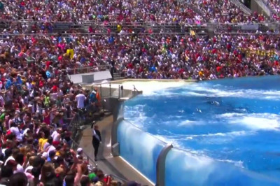 Video Seaworld SHAMU Killer Whale Show