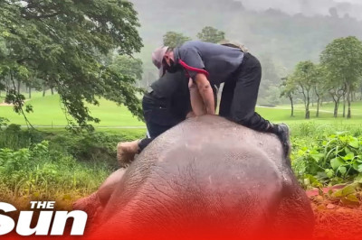 DRAMATIC moment  hero vets save mother elephant's life with CPR and rescues baby from drain