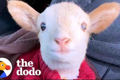 Lamb Is Obsessed With His Mom’s Coworker | The Dodo Little But Fierce