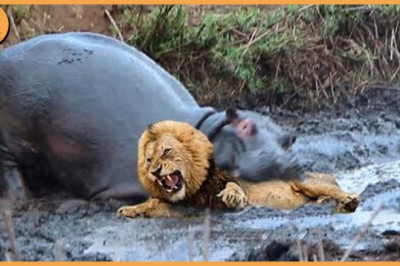Incredible 12 Times Hippos Attacked Their Enemies