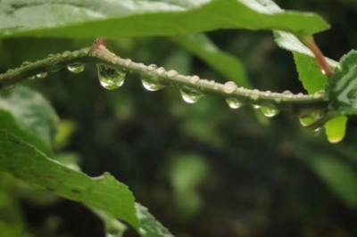 雨后 - After the rain