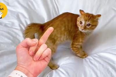 Cat Can Understand Whatever People Say | Beast Paws