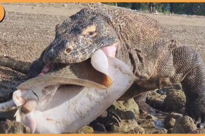 How The Komodo Dragon Eating Everything In Sight