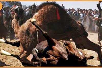 Incredible 15 Most Murderous Fighting Moments Caught Between Savage Animals