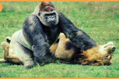 Incredible 15 Most Powerful African Animals