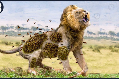 Incredible 15 Wildest Attacks Caught On Camera