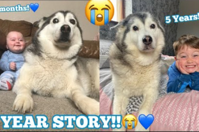 The Full 5 Year Story Of My Husky and Baby Becoming Best Friends!
