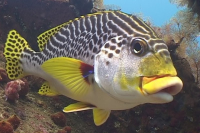 Diving in Bali is a document from an extraordinary expedition I conducted on the magical island of Bali in Indonesia.