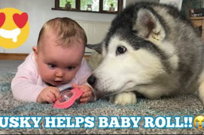 Incredible! Husky's helping baby roll on toy!