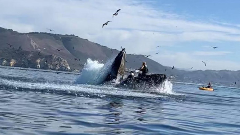 Whale swallows two Person in Kayak and then....... 🐳