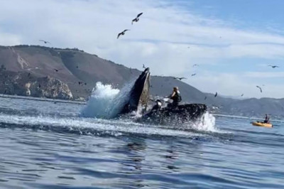 Whale swallows two Person in Kayak and then....... 🐳