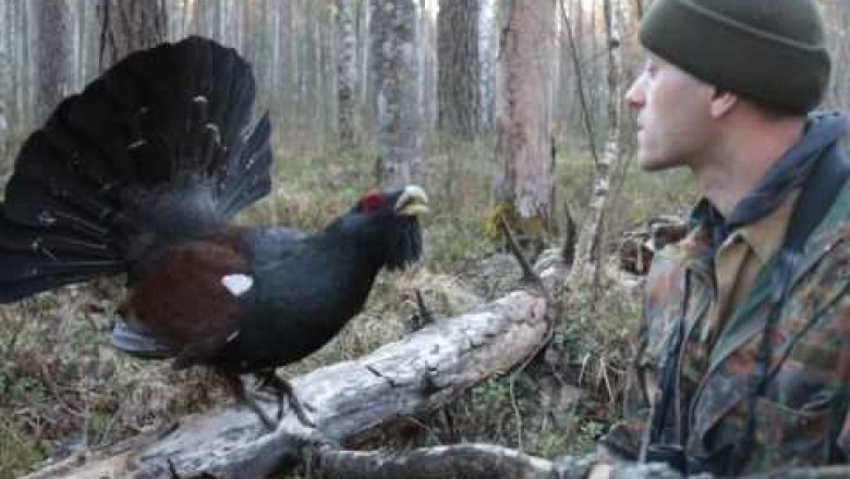 Current grouse meeting