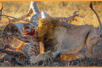 Incredible 15 Insane Moments Of Predators Being Killed