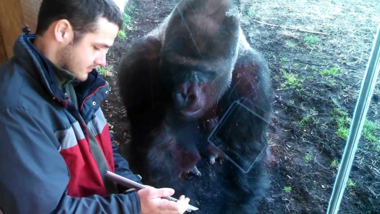 Incredible Louisville Zoo Gorilla Likes Ipad