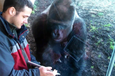 Incredible Louisville Zoo Gorilla Likes Ipad