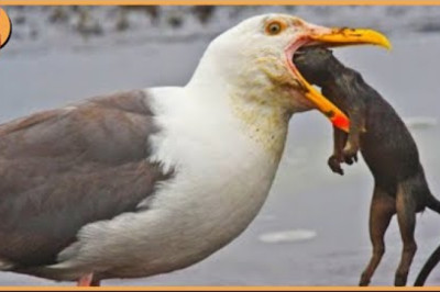 Horrific and shocking, the bird swallows its prey within seconds.