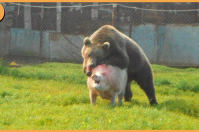 Incredible 15 Unbelievable Bear Attacks And Interactions Caught On Camera