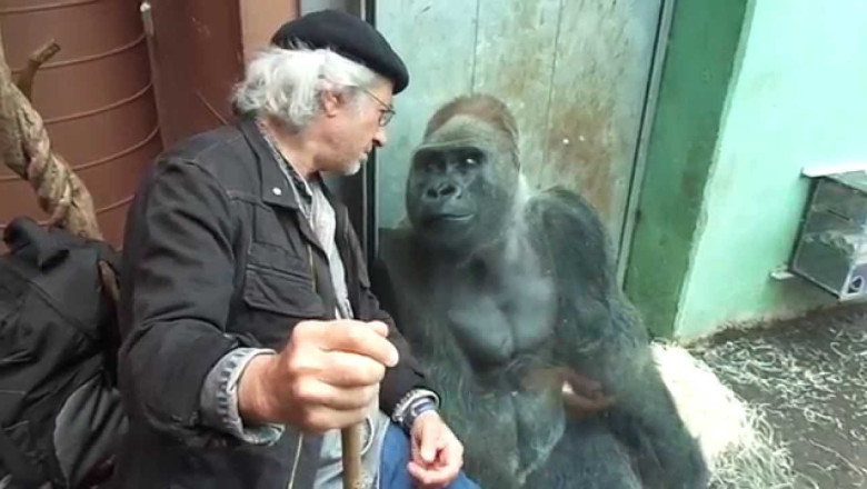 Incredible Gorilla Silverback Roututu meets his friend