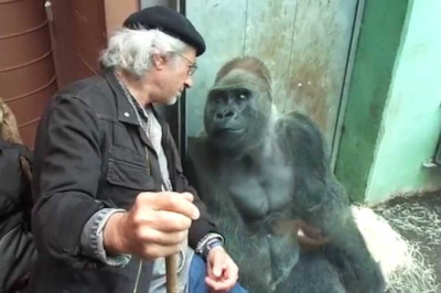 Incredible Gorilla Silverback Roututu meets his friend