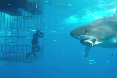 Incredible great white shark swims into cage