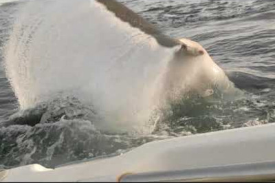 Moment Great White Shark attacks boat in Tasmania, Australia. Original Footage
