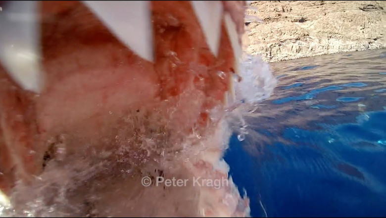 Moment Great White Shark surprises cameraman, part 1, no cameramen were harmed in the making of this....
